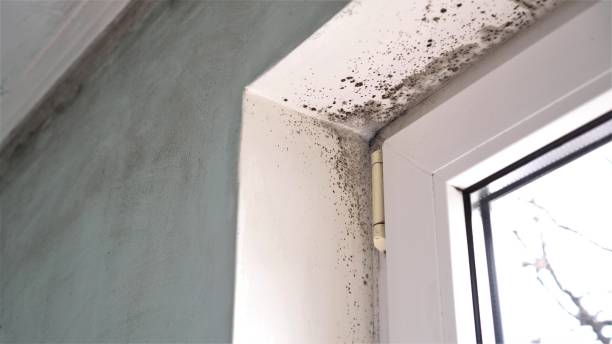 Mold Removal and Inspection in Pilot Rock, OR