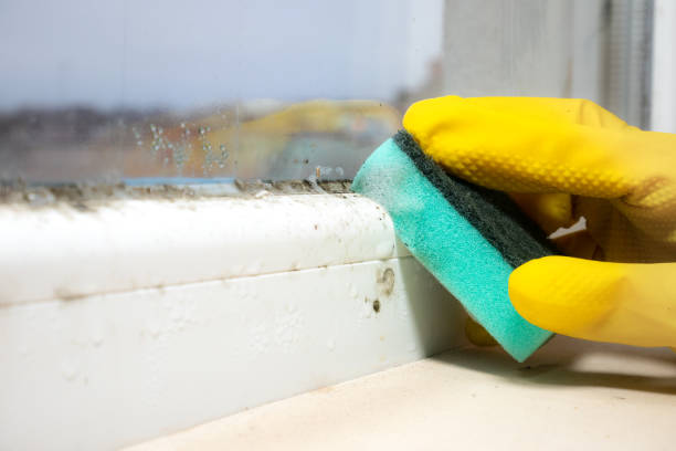 Best Office Mold Removal Services  in Pilot Rock, OR