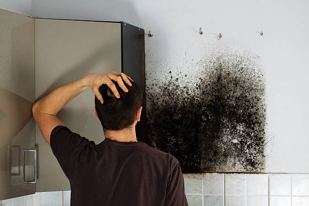 Best Local Mold Removal Service  in Pilot Rock, OR